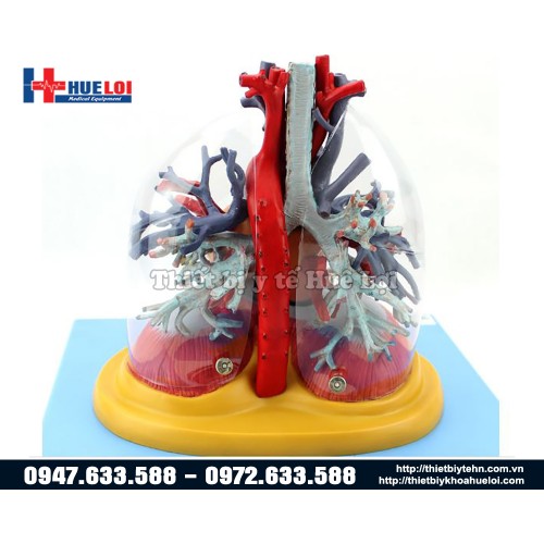 Mô hình mạch máu chi tiết của tim phổi